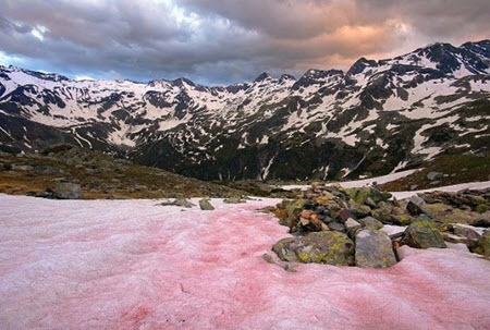 watermelon snow