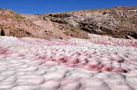 watermelon snow